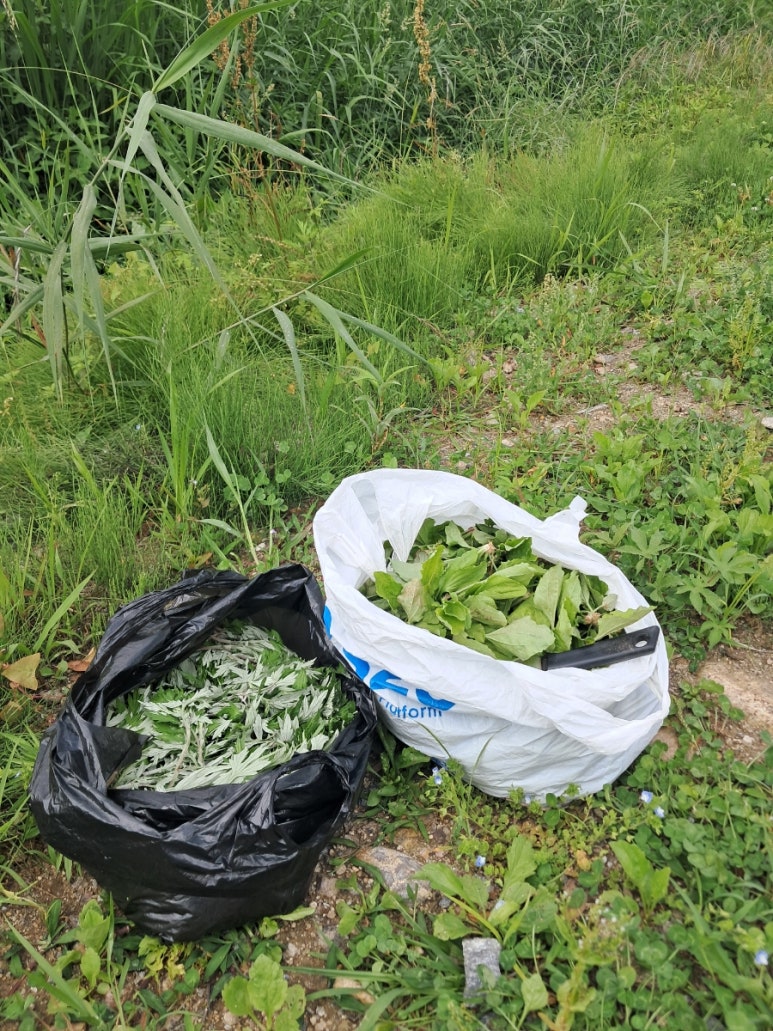 질경이수원 이미지