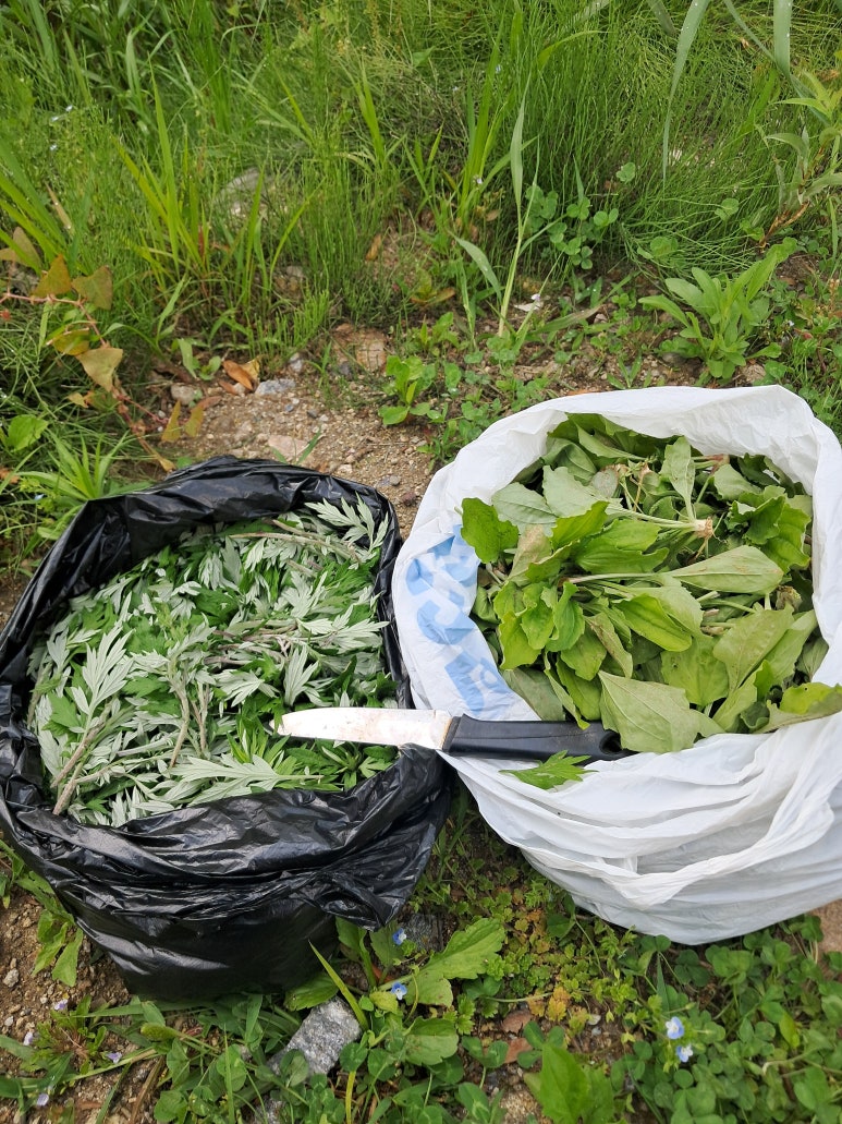 질경이수원 이미지