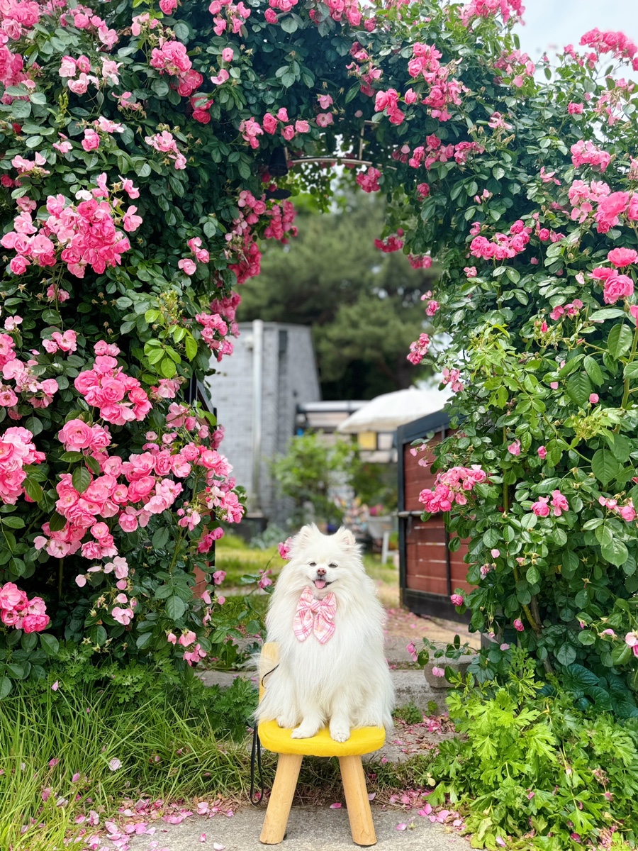 젤라꾸띠 이미지