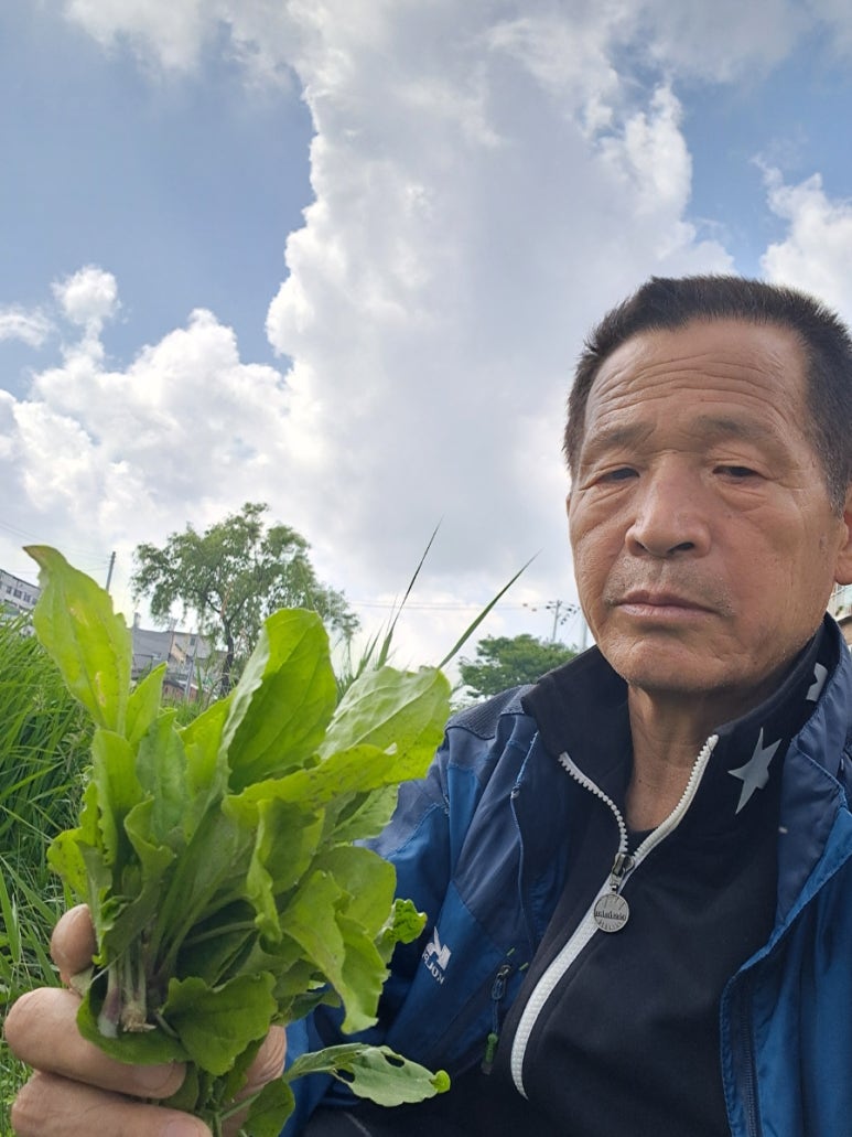 질경이수원 이미지