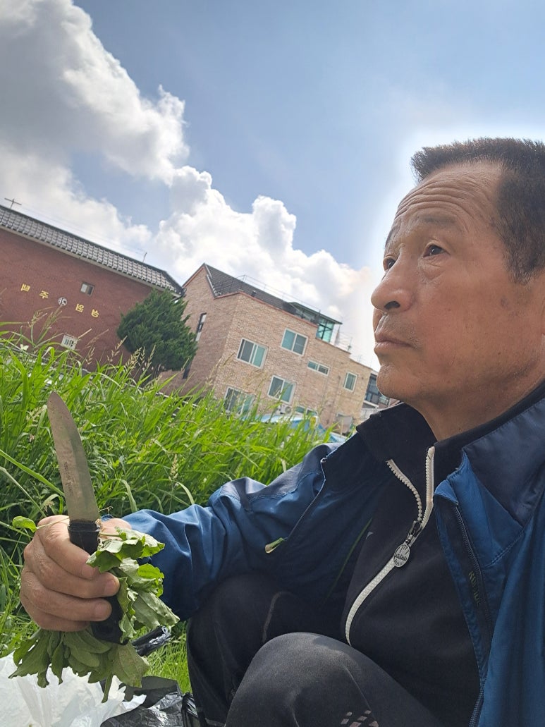 질경이수원 이미지