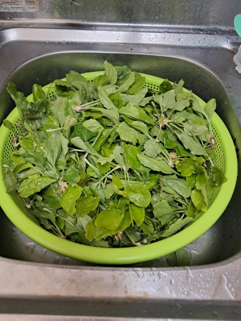 질경이수원 이미지