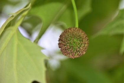 보리랑국수 이미지