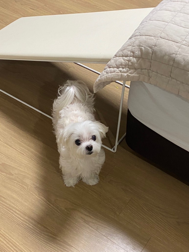 피자스쿨속초 이미지