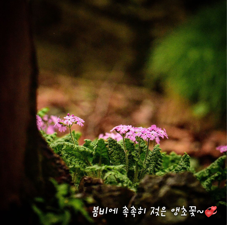 디에세오스타 이미지