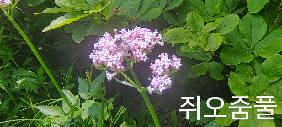 금룡 이미지