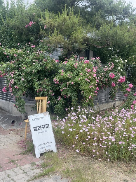 젤라꾸띠 이미지