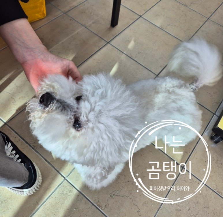 양군피어싱 이미지