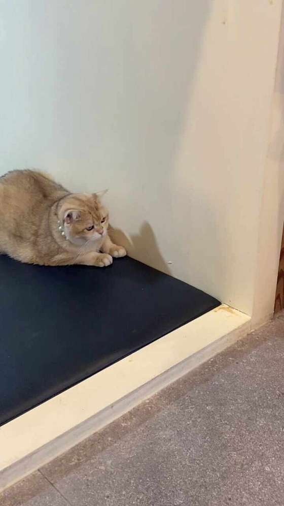 냥이툰 이미지