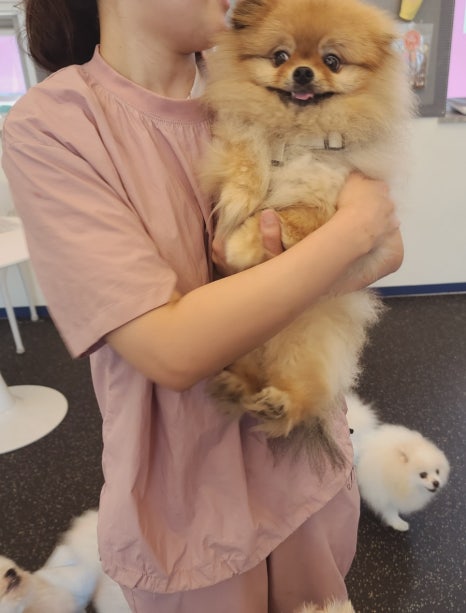 아따멍멍 이미지