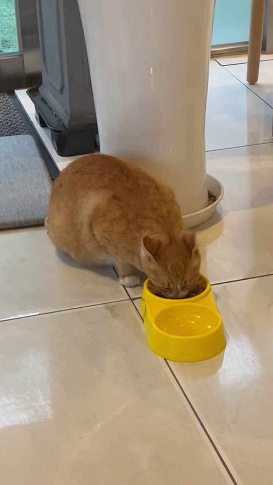 카페린 이미지