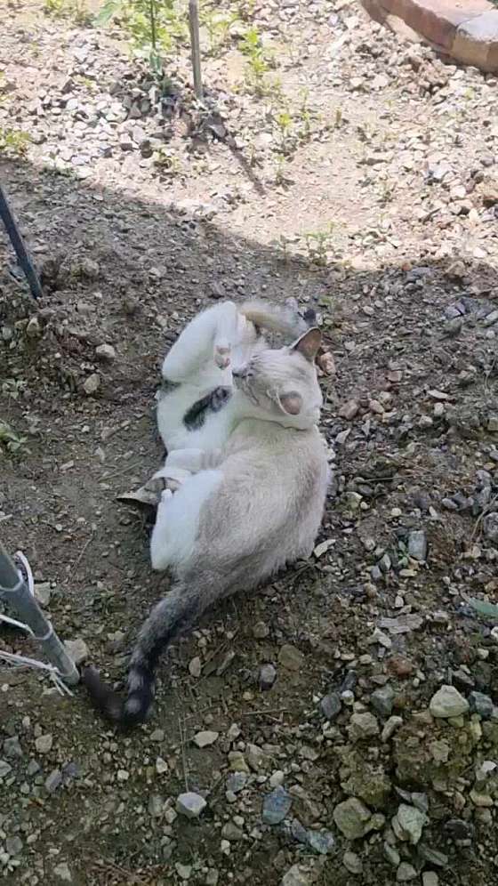 카페나루터로 이미지