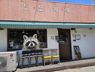 도모카레 이미지