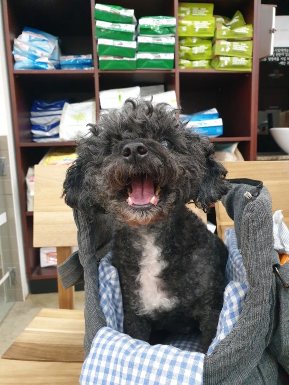 오오디 이미지