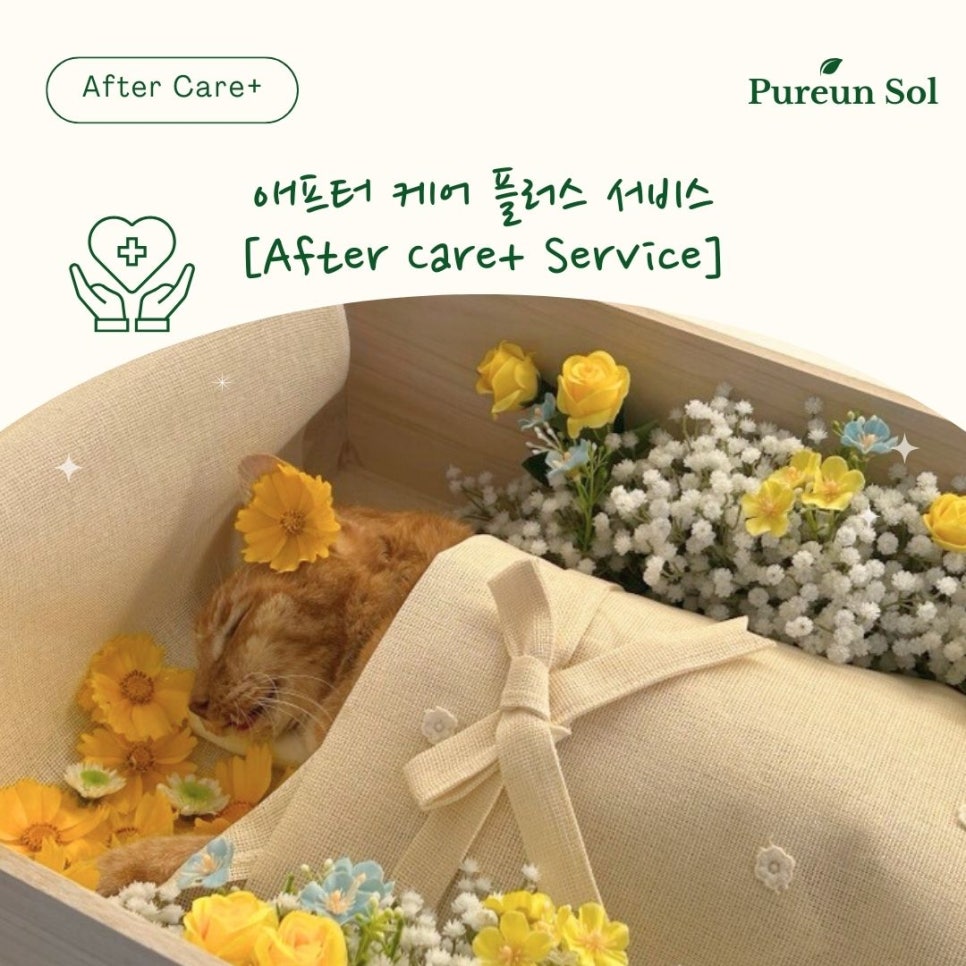 푸른솔 이미지