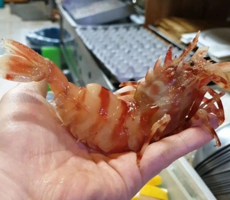 독도꽃새우 이미지