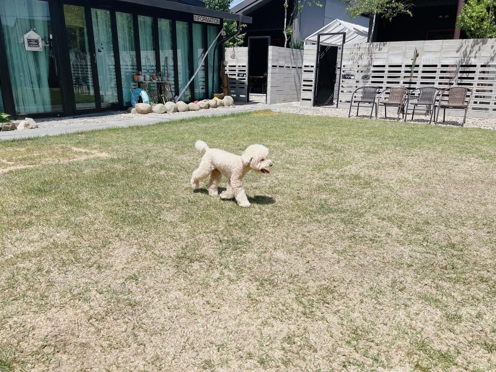대전 독채 애견펜션, 강아지 수영장 & 운동장 완비 — 사진 3
