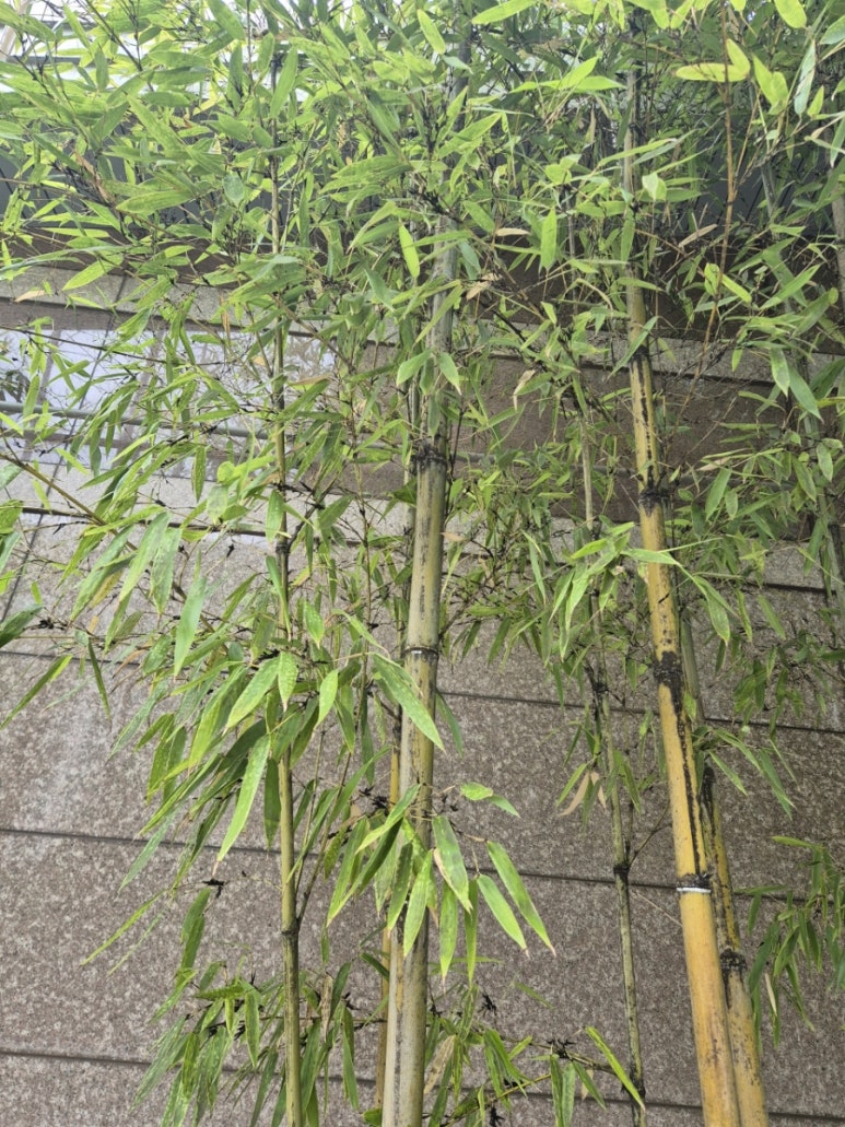 한농농약사 이미지
