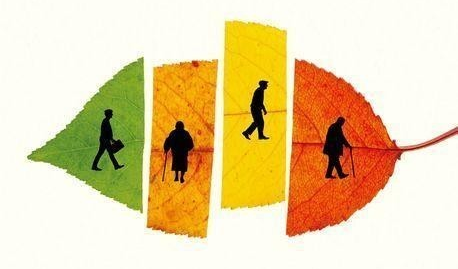 파낙스진생 이미지