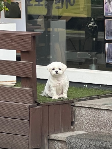 콩알헤어샵 이미지