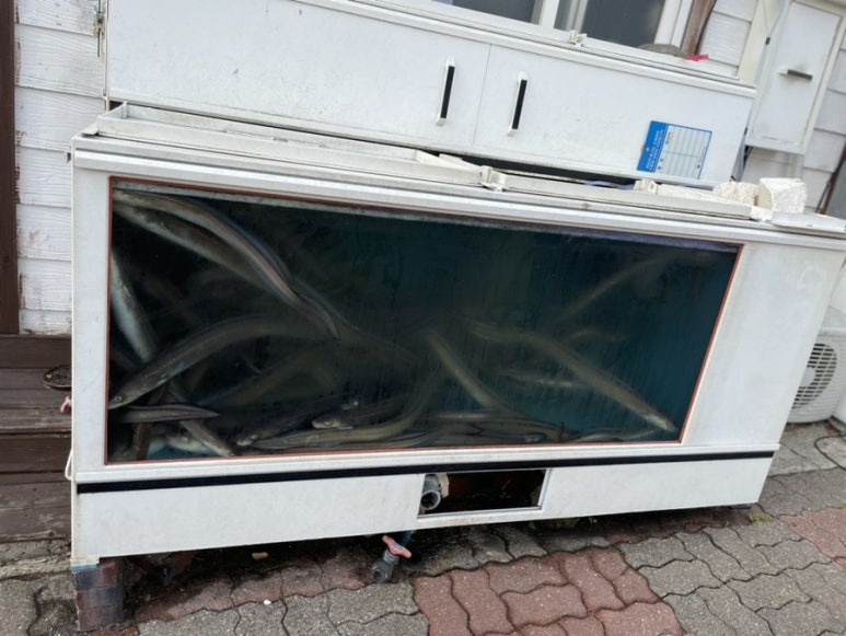 일조바다장어 이미지