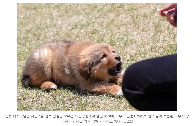 오수장어 이미지