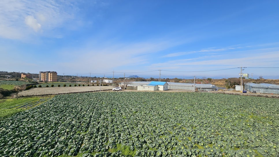 오소록제주 이미지