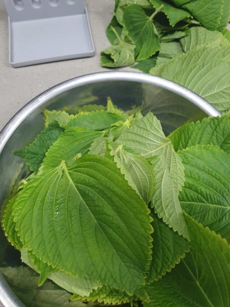 밀담푸릇 이미지