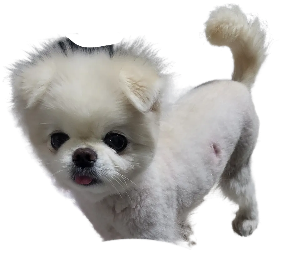 링원 이미지
