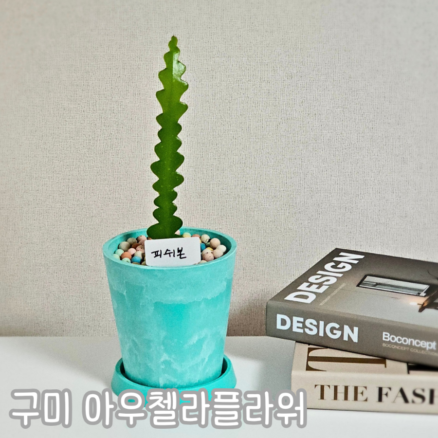 아우첼라플라워 이미지