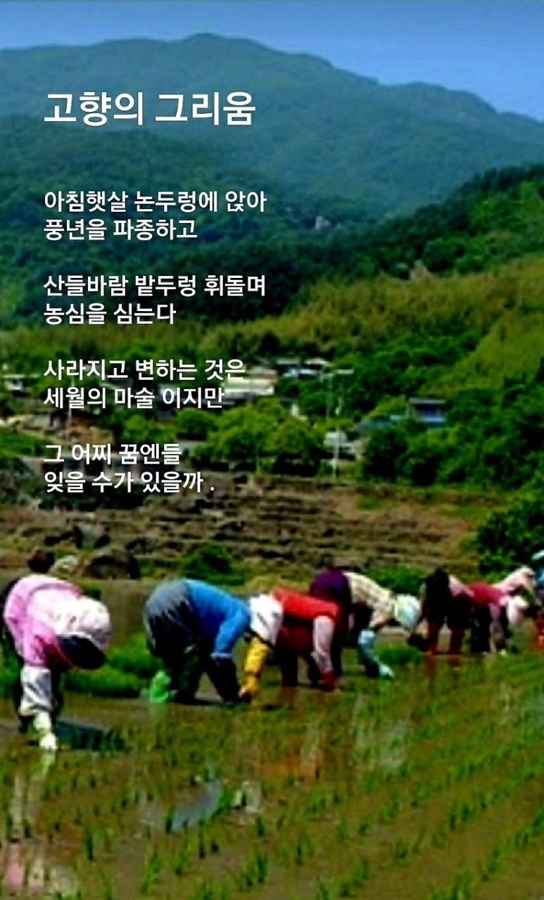엘지김밥 이미지