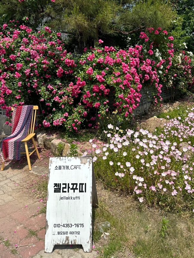 젤라꾸띠 이미지