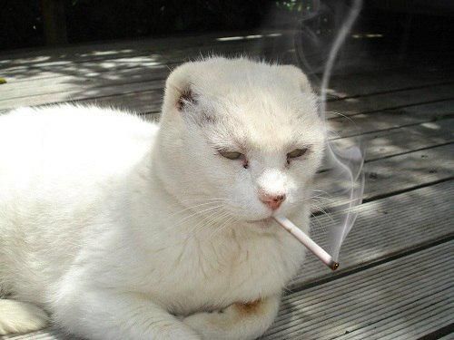 큐앤에이 이미지