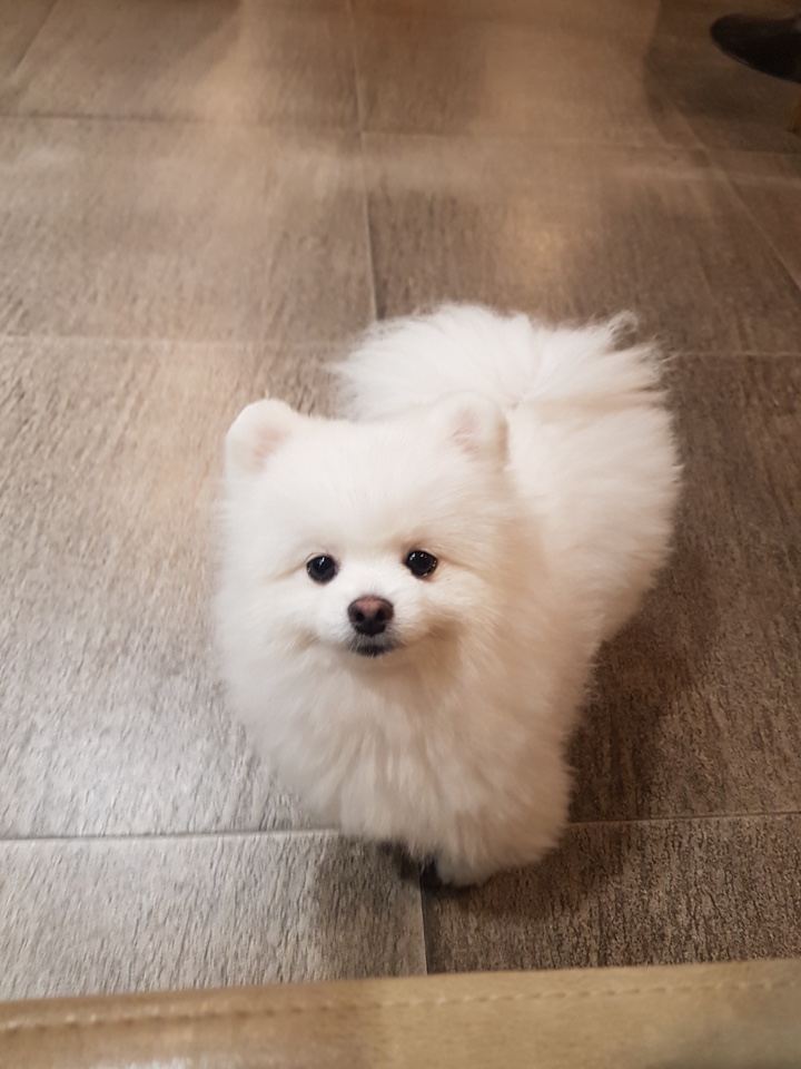 블링독793 이미지