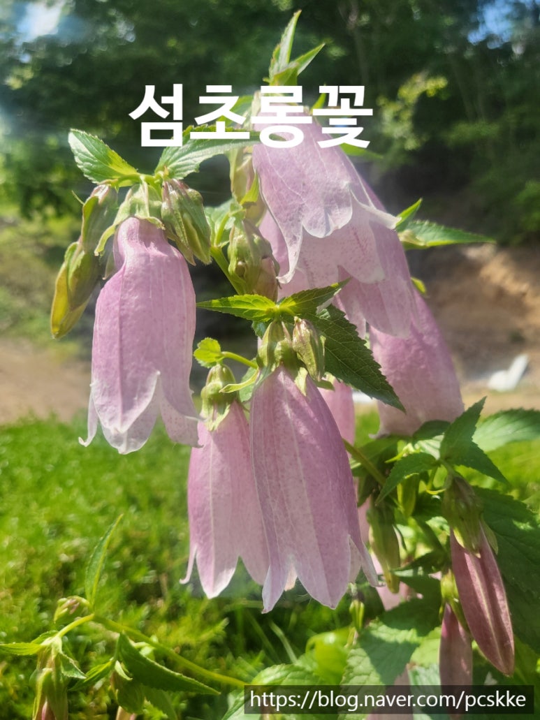 진영꽃농원 이미지