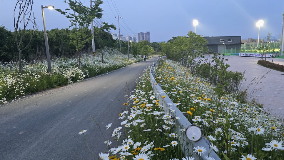 도도리 이미지