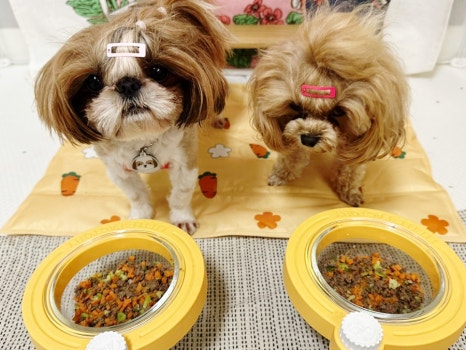 오케이펫미트 이미지