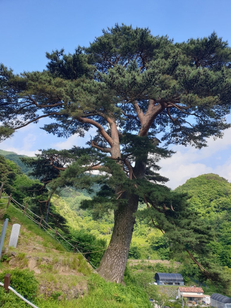 천년송가는길 이미지