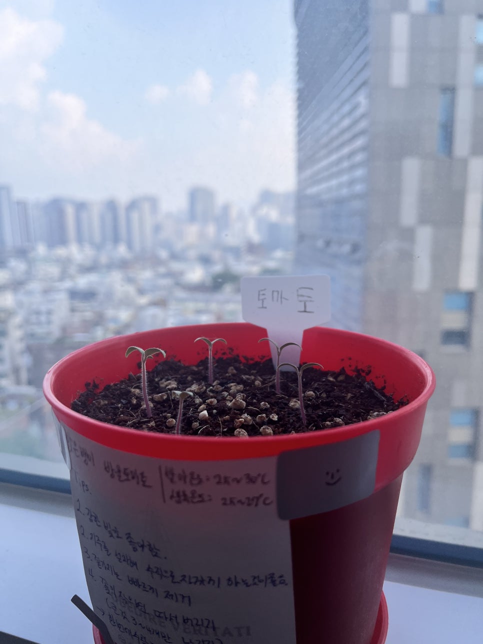 도마도마도 이미지