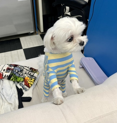 히피펑키클럽 이미지