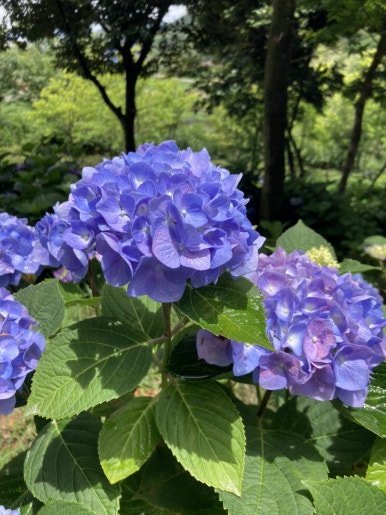수국반점 이미지