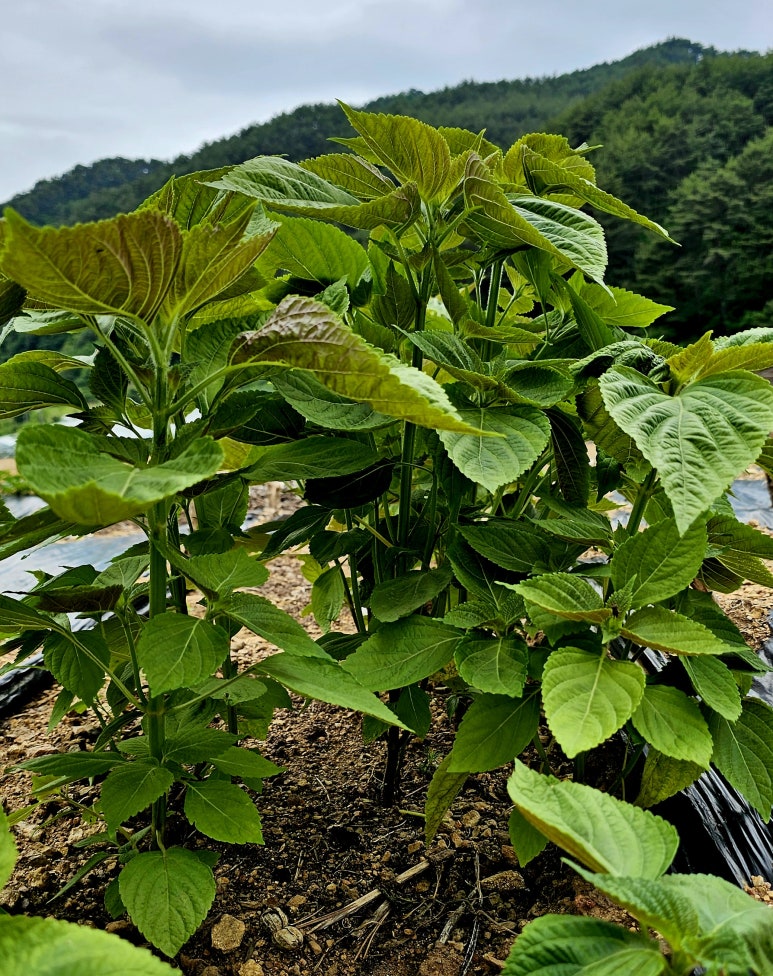 더래나 이미지