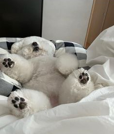 모두오에스 이미지