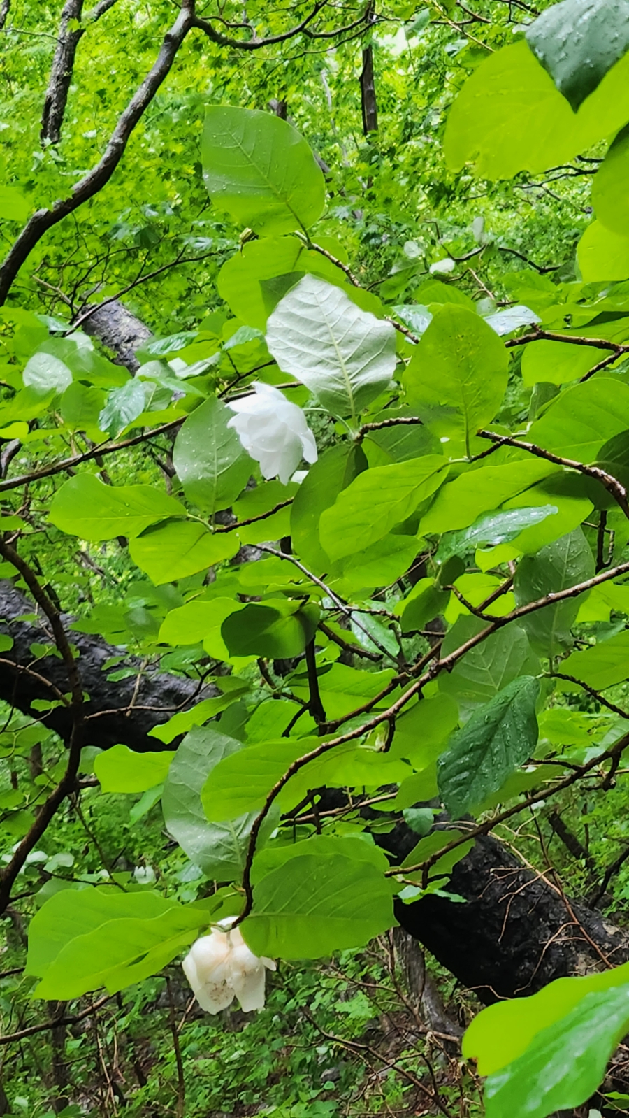 곰배령칼국수 이미지