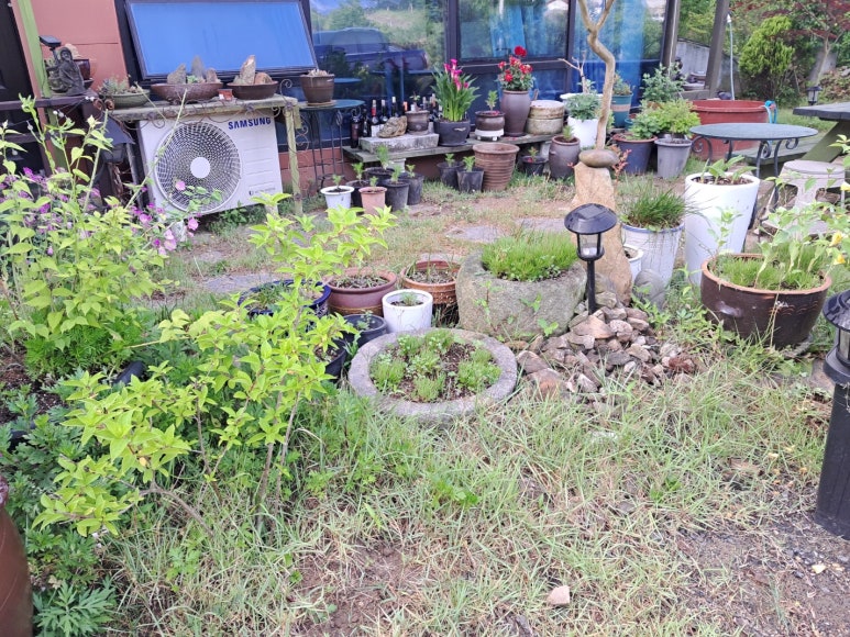 버뮤다그래스(BERMUDA GRASS) 이미지