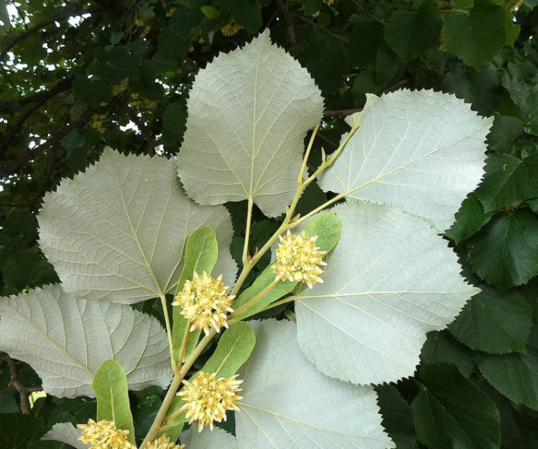 꽃과나무(Flower tree) 이미지
