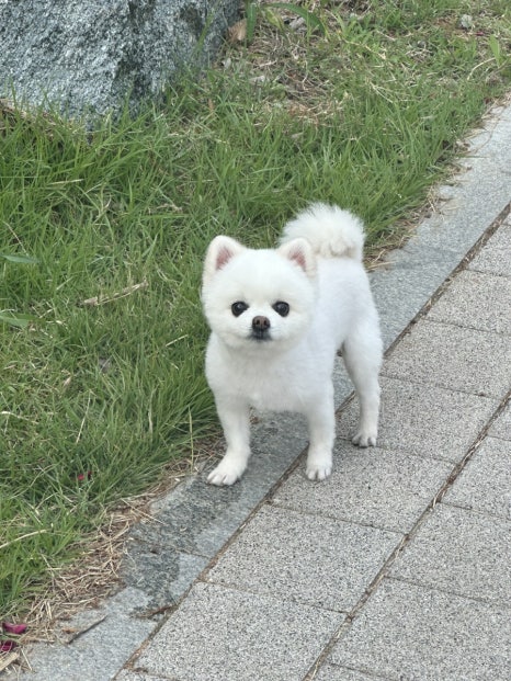 국수나무(해미읍성점) 이미지