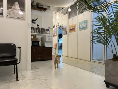 치카치코 이미지