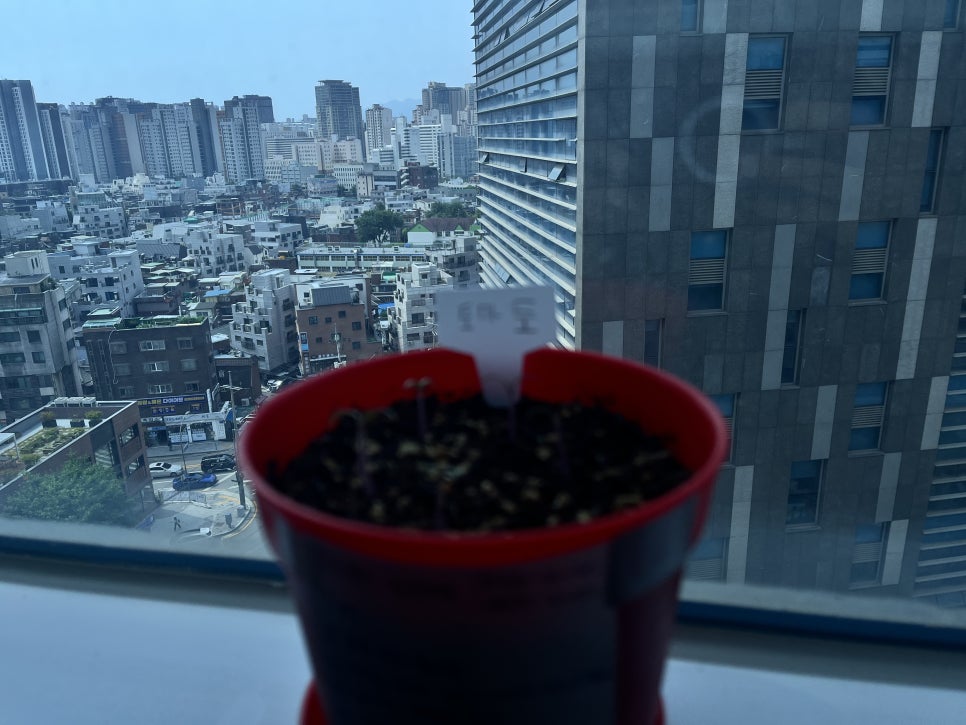 도마도마도 이미지