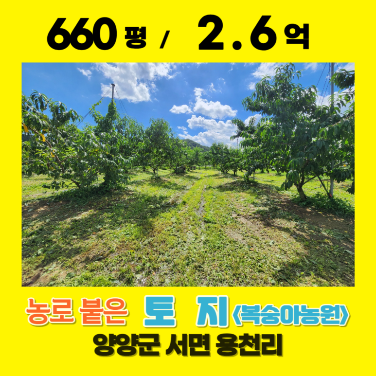 복숭아과수원 이미지